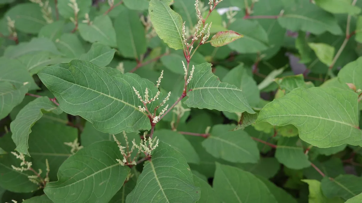 Japanese Knotweed Alert for Spring 2026: Laws and Removal Costs Explained