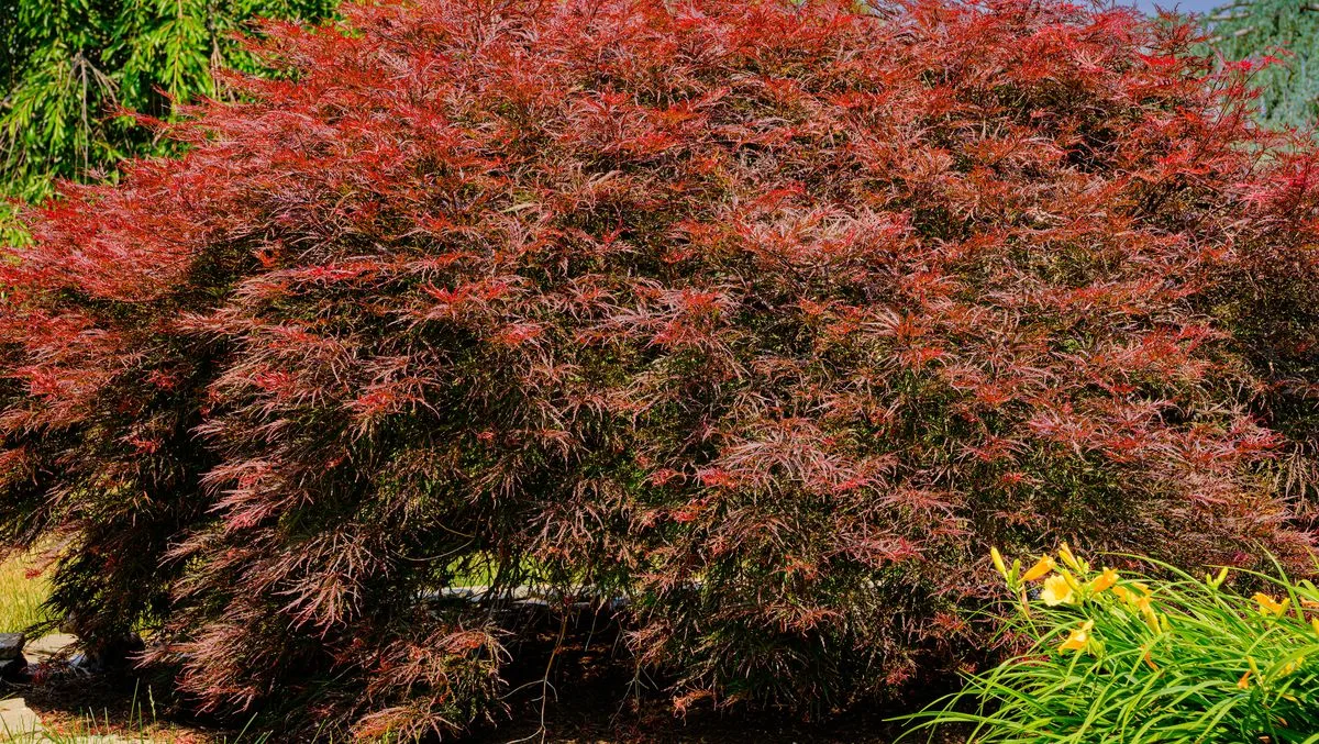 Japanese Maple Owners Advised to Complete Three Essential Tasks Before Summer