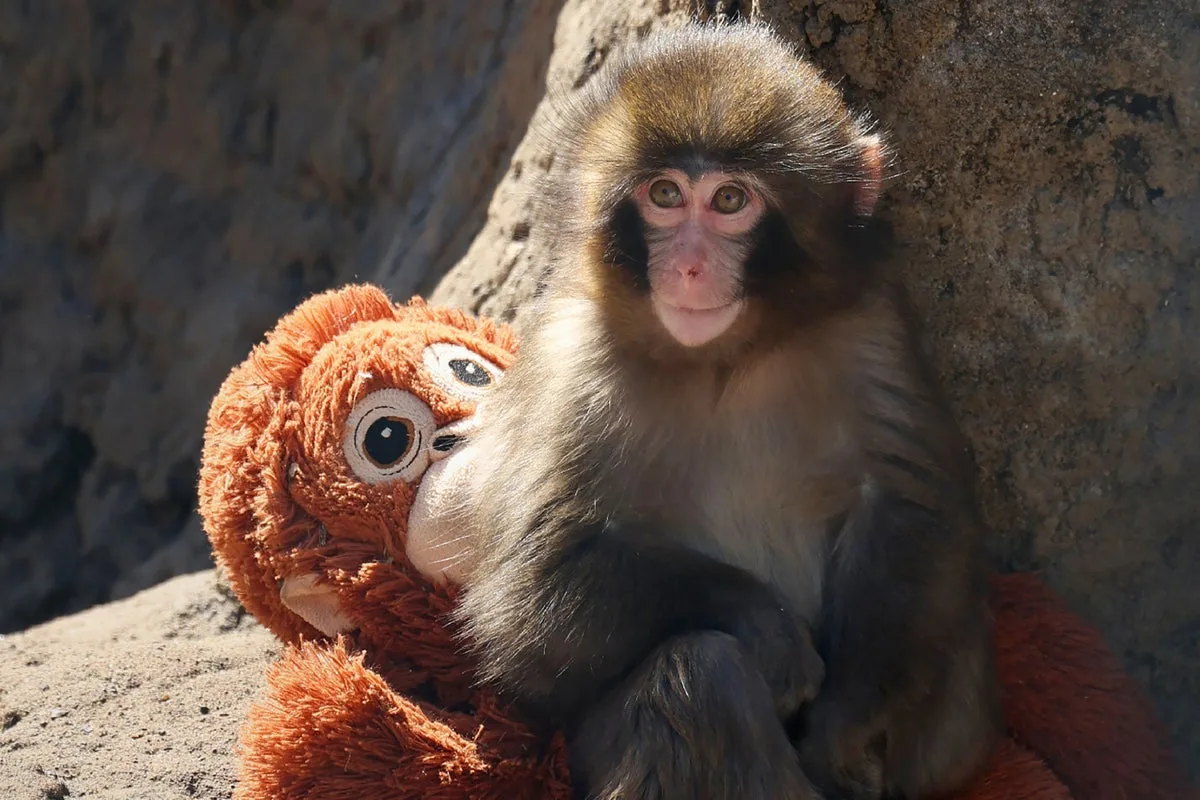 Japan's Famous Monkey Punch Gets Air Conditioning Amid Heat