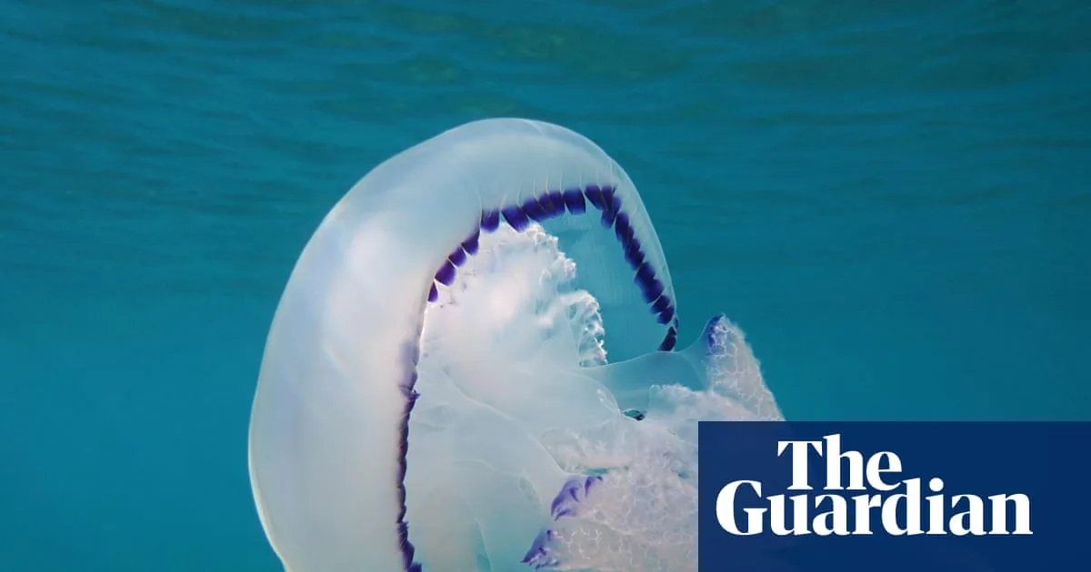 Jellyfish Blooms Surge on UK Coasts Amid Warm Seas