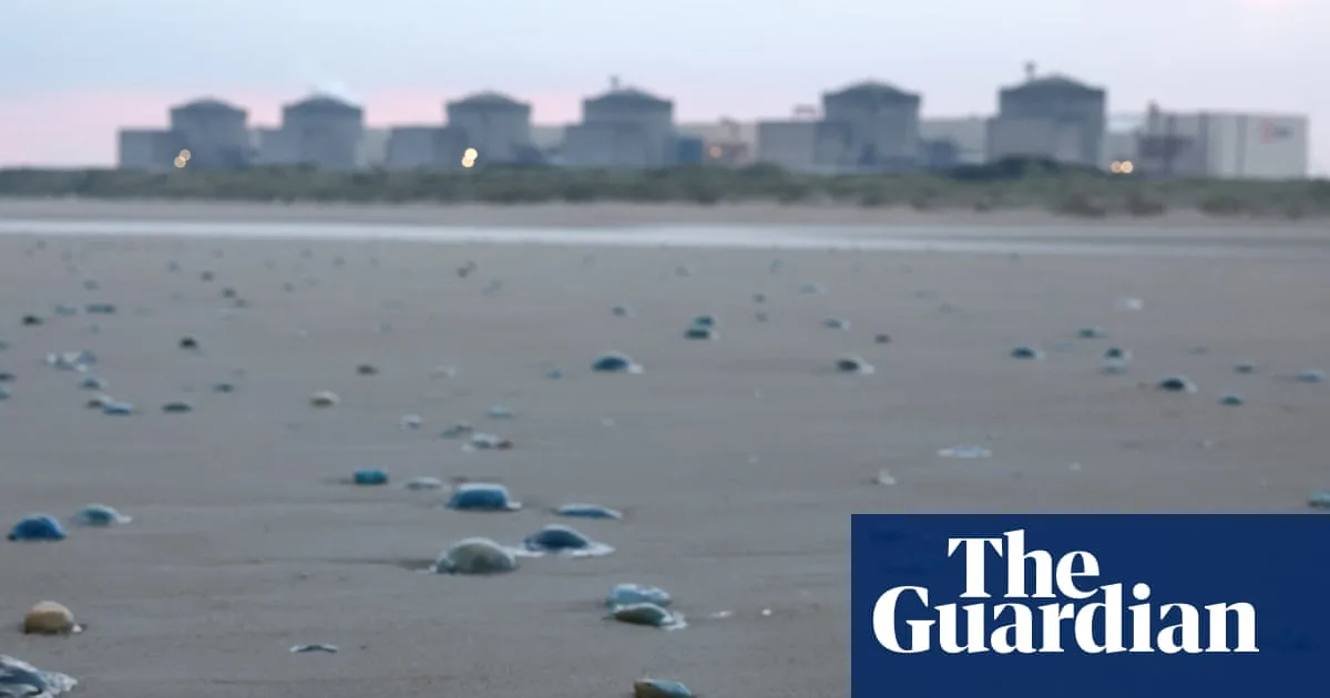 Jellyfish Swarm Forces Shutdown of French Nuclear Plant