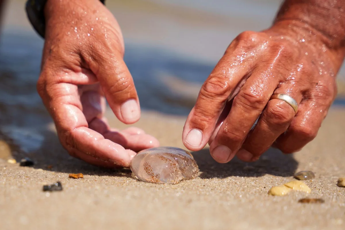 Jellyfish Swarm Invades US East Coast Beaches