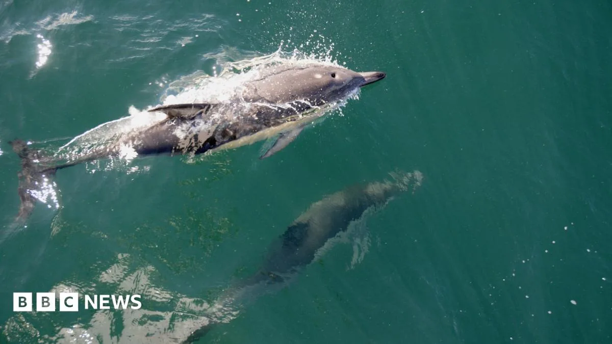 Hundreds of Dolphins in 'Superpod' Filmed in Irish Sea