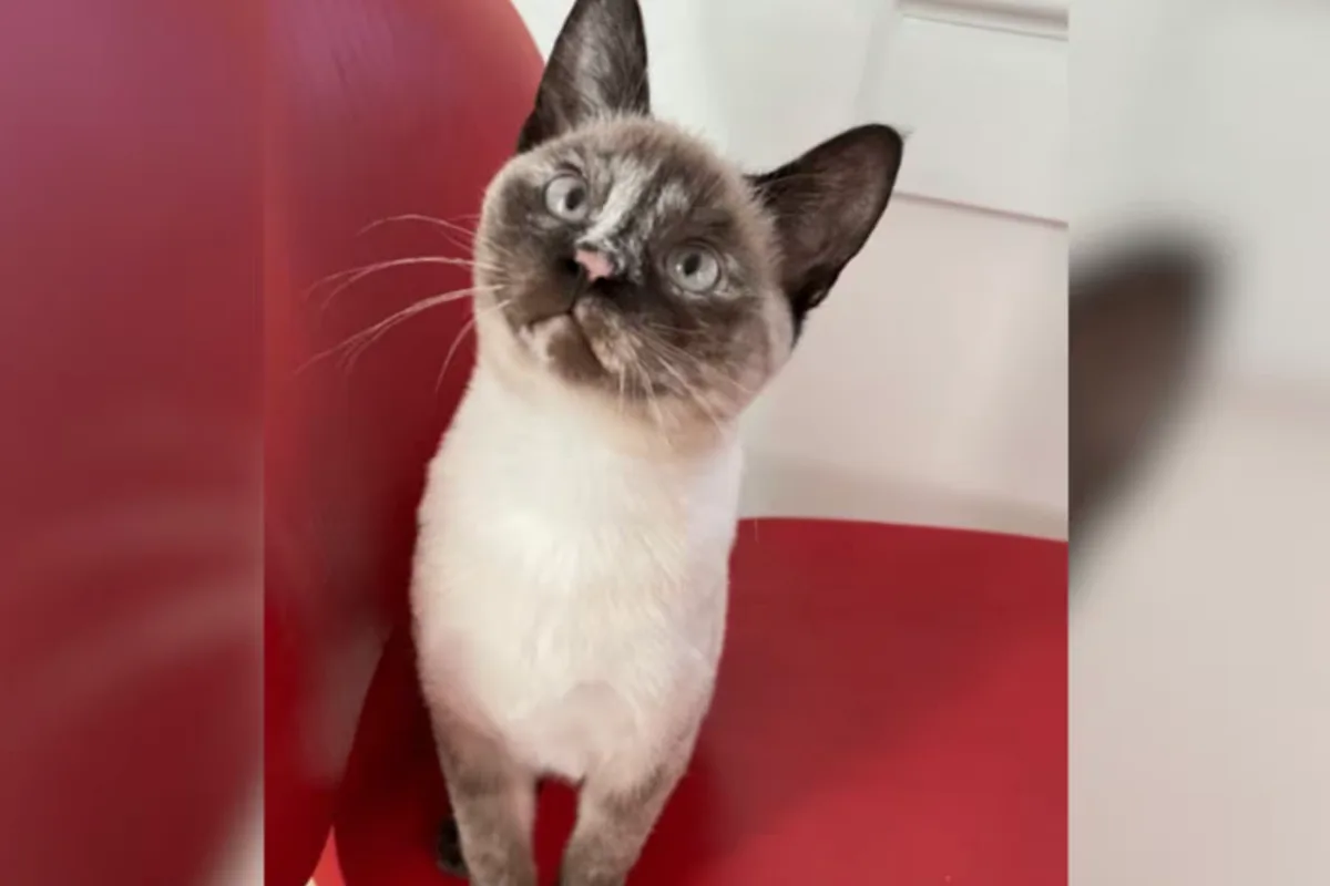 Oregon Man Awarded $800,000 After Cat Dies from Bird Flu in Pet Food