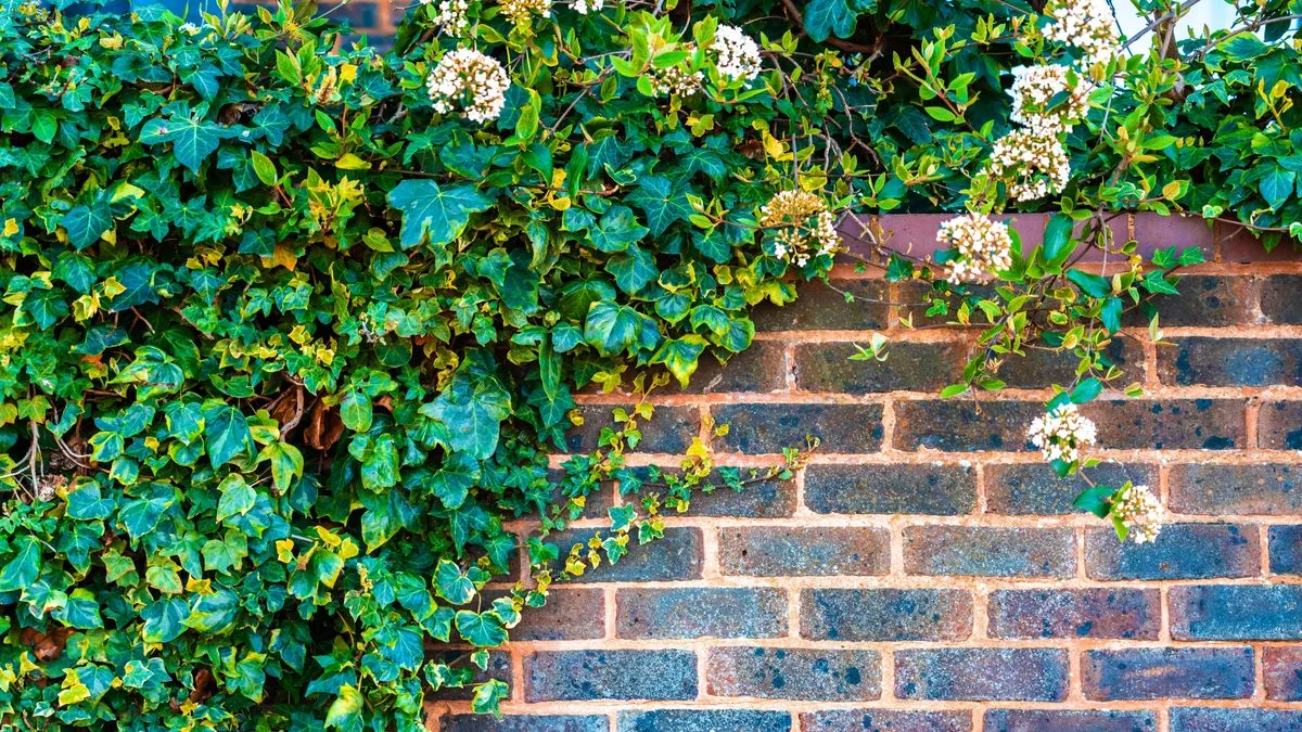 Kill English Ivy Naturally With 3 Kitchen Items In 5 Days
