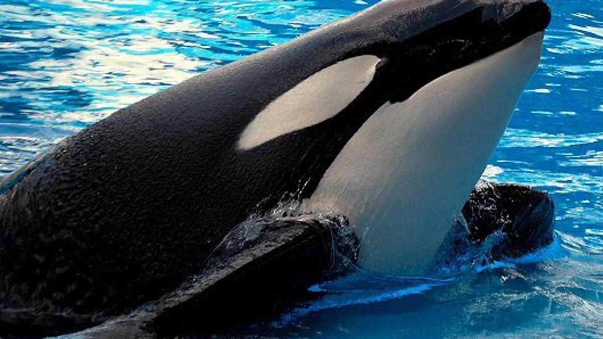 Captive Orcas' Aggression Raises Safety Concerns After Fatal Attack