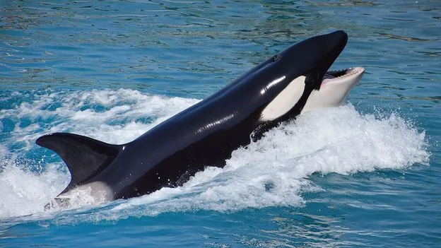 Iberian Orcas Develop New 'Game' of Ramming Sailboat Rudders