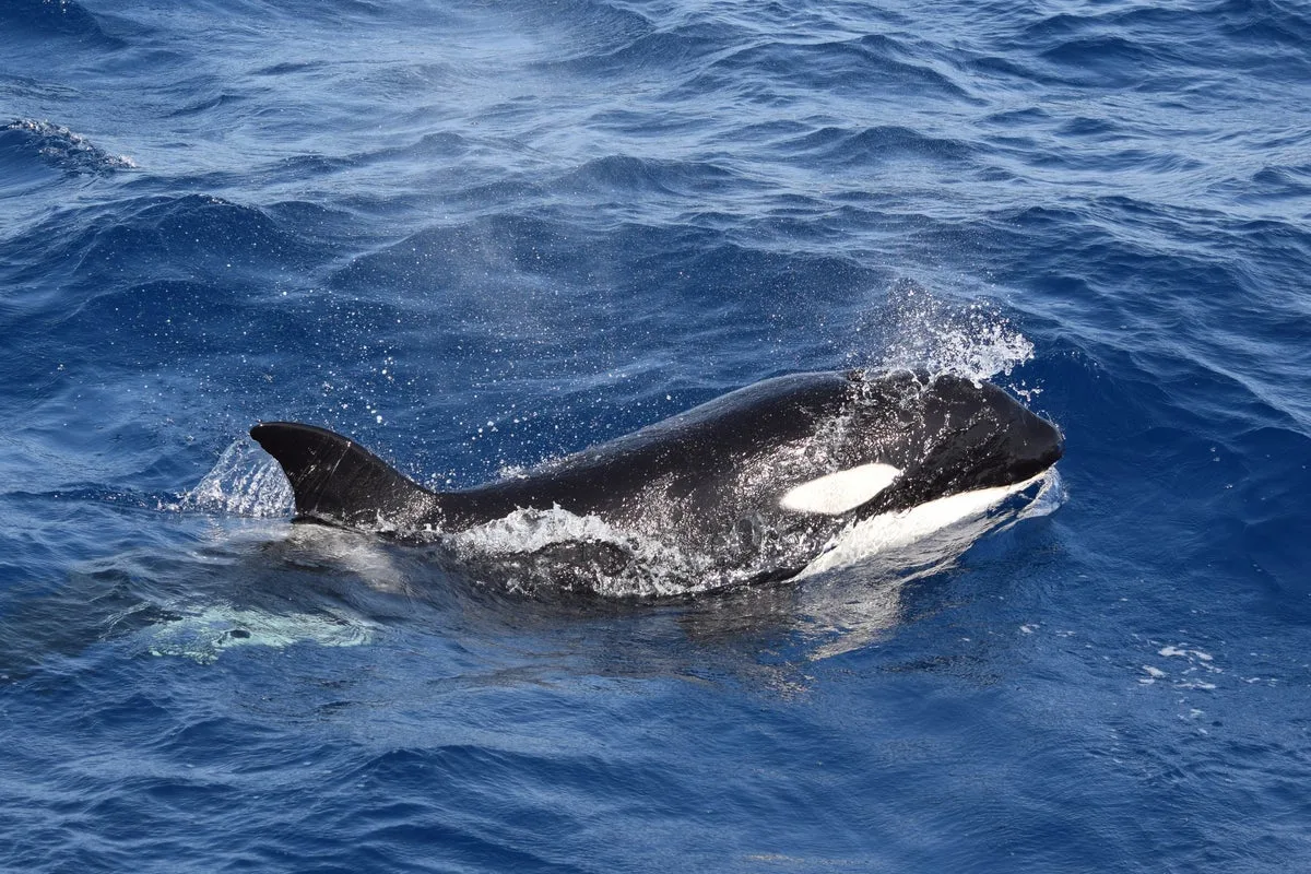 British Sailors Warned After Orcas Ram Yacht Off Spanish Coast