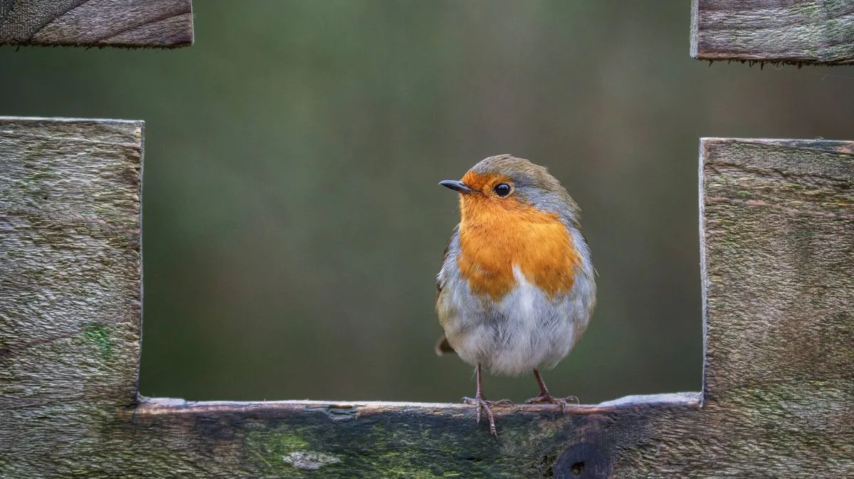 Help Robins Thrive in Your Garden This Spring with Sunflower Hearts and Mealworms