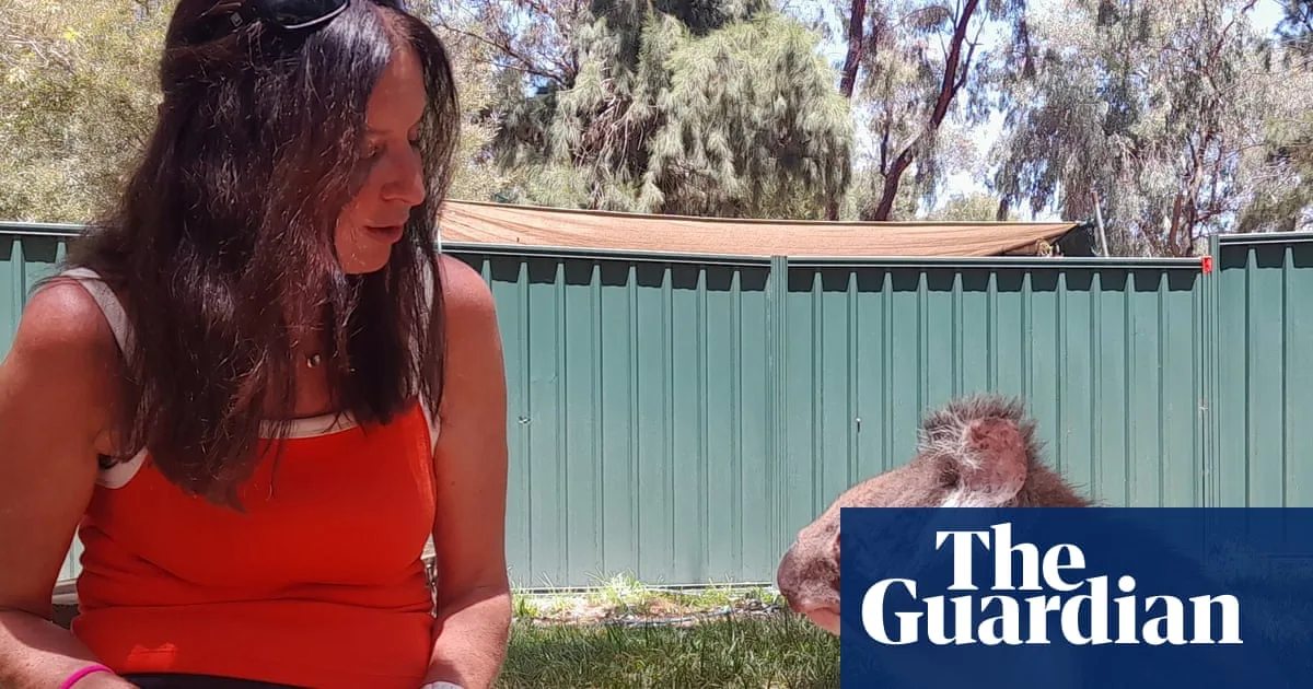 Koala Adoption Rekindles Childhood Wonder Amid Bushfires