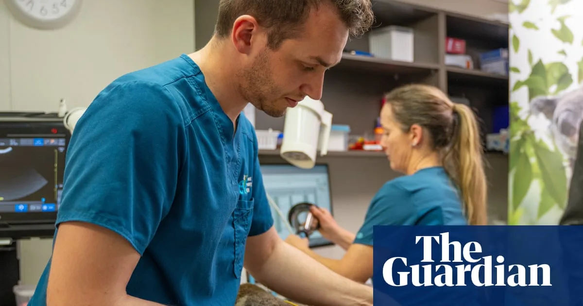 Koala Chlamydia Vaccine Approved in Australia