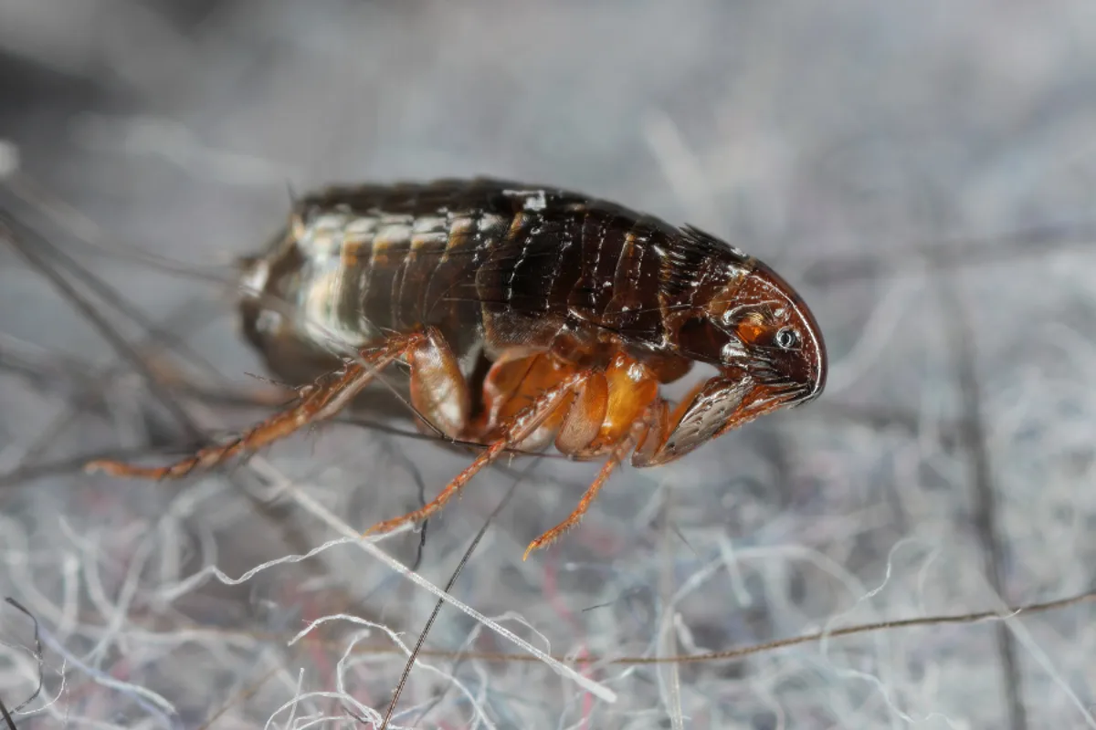 Los Angeles County Reports Record 220 Typhus Cases in 2025