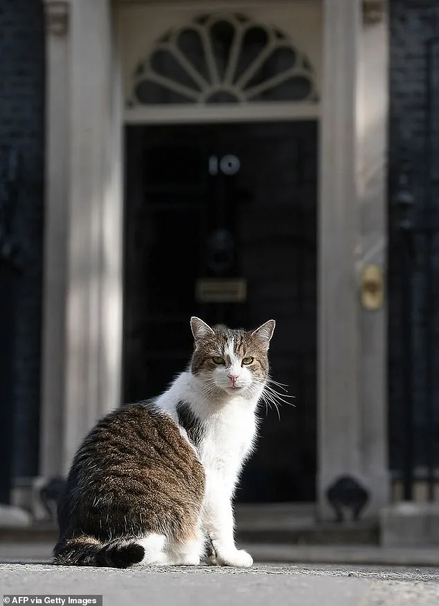 Larry the Cat Marks 15 Years as Britain's Chief Mouser