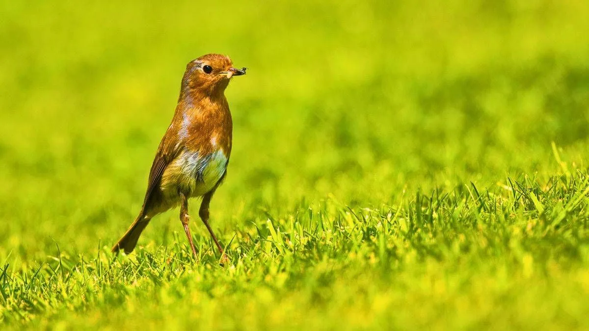 Leave Leaves To Help Robins Survive Winter Starvation
