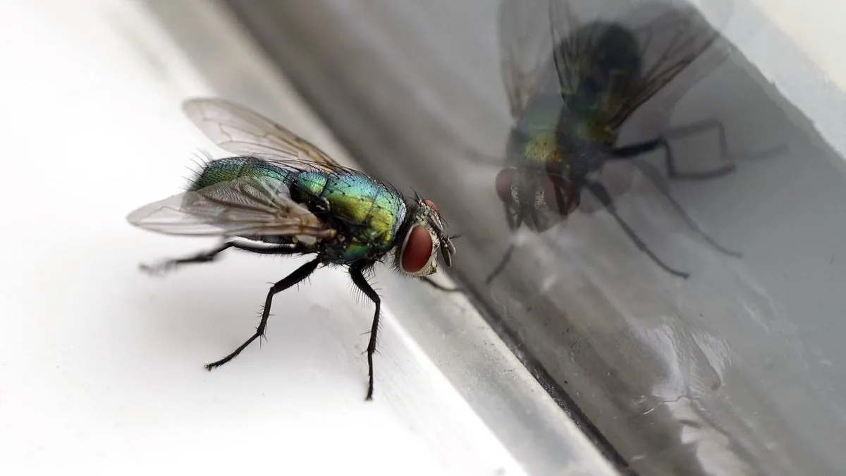 Lemon and Clove Hack Repels Flies from Windowsills