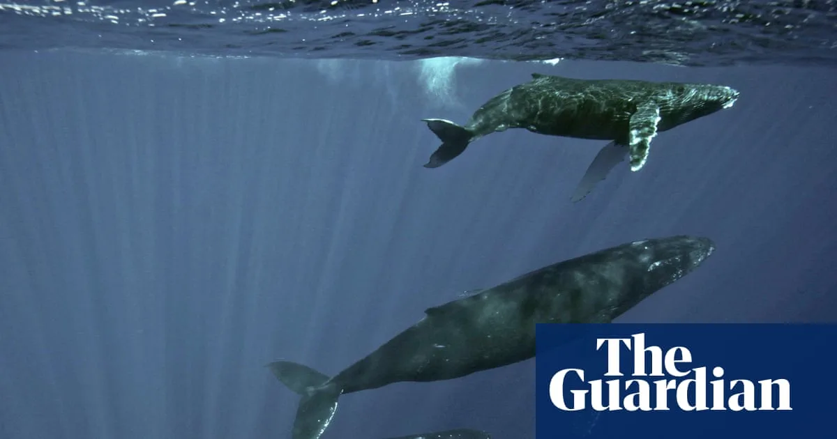 Humpback Whale 'Sneezes' Linked to Haunting Sea Noises