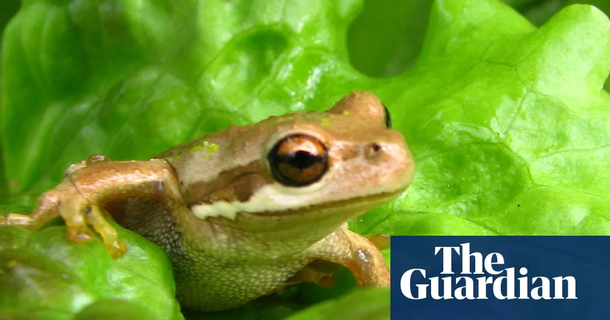 Live Frog Found in Discount Lettuce in Australia