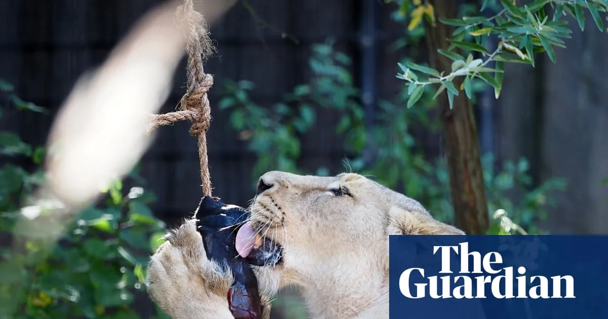 London Zoo Big Cats Cool Off With Blood Lollies