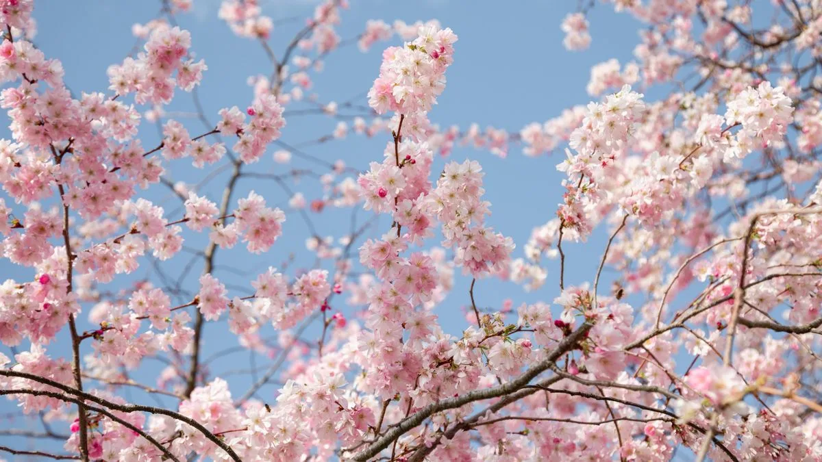 London Cherry Blossom Spot Offers Taste of Japan Without Leaving UK