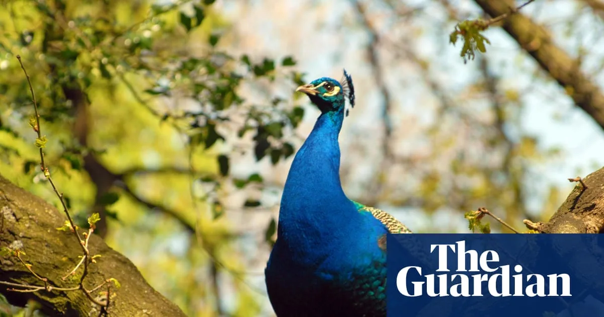 From Scorpions to Peacocks: The Species Thriving in London’s Hidden Microclimates