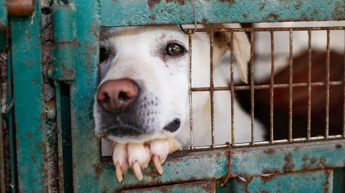 Lonely Dog Enzo Waits 200 Days for a Forever Home