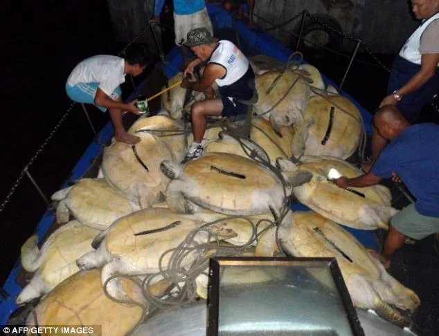 Hundreds of Endangered Sea Turtles Rescued From Poachers Off Philippines