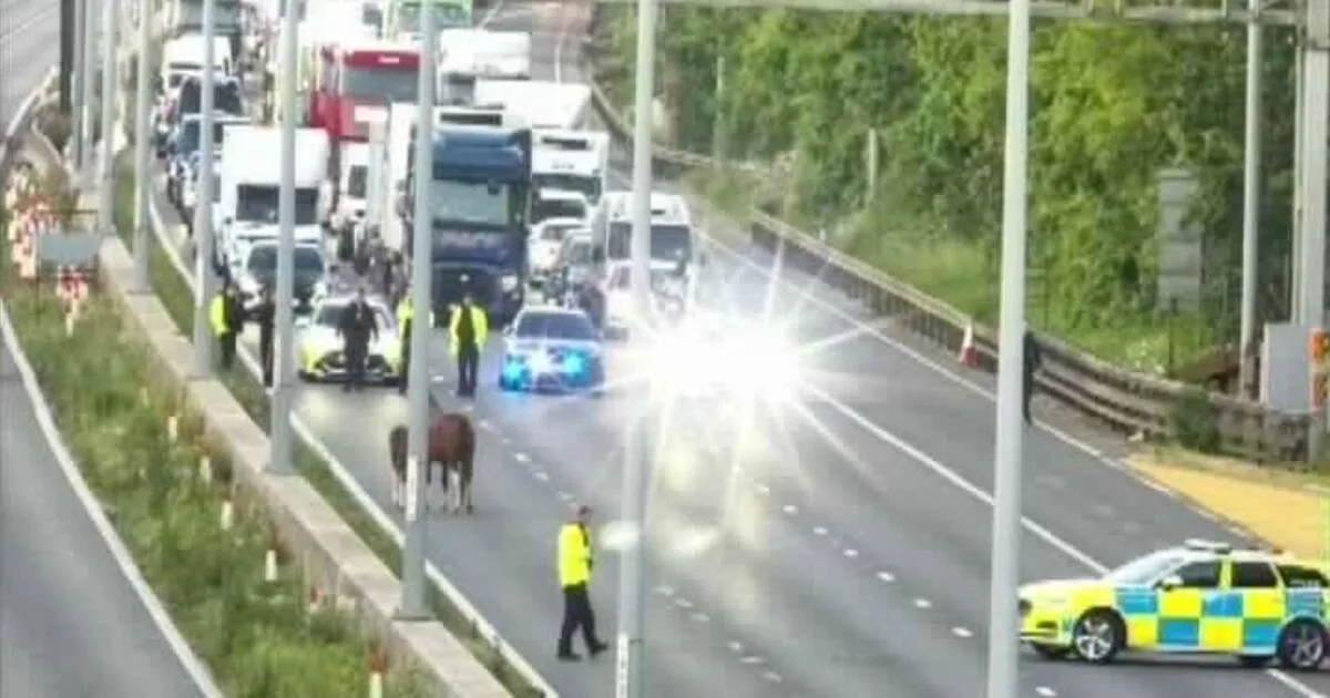 M4 in Gloucestershire Closed as Horses on Carriageway Cause Delays