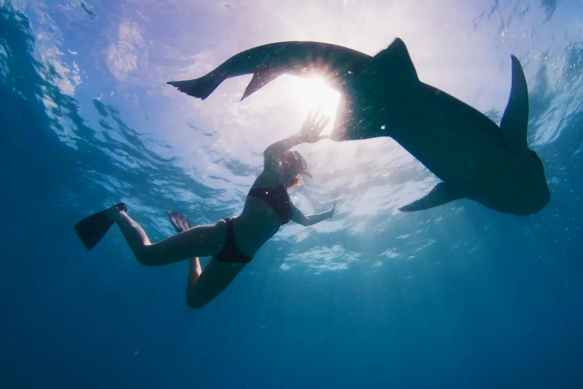 Social Media Influencers Blamed for Rise in Shark Attacks, Study Finds