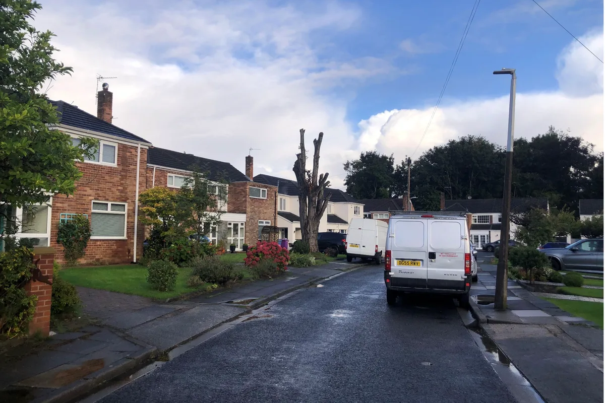 Man Fined £1,100 for Chopping Down Protected Tree Worth £114,000