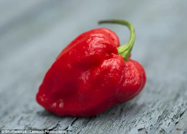 Man Hospitalised After Eating World's Hottest Chilli
