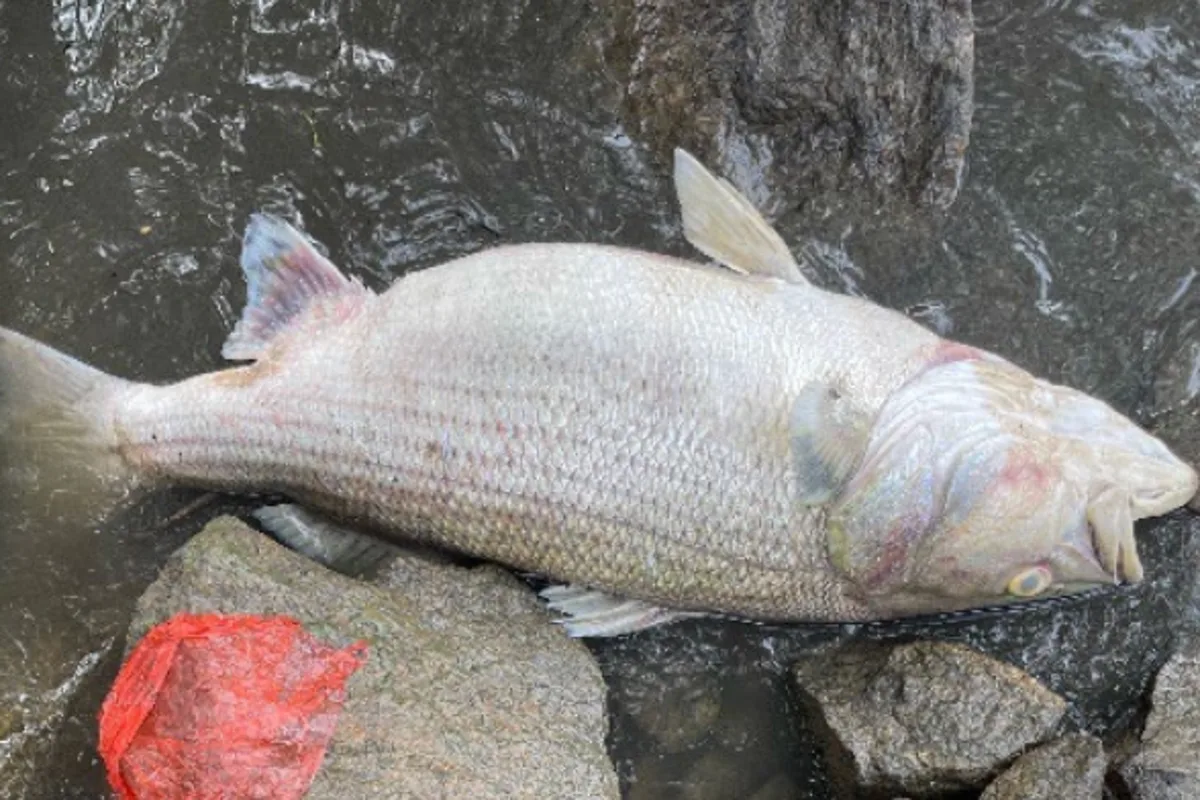 Massive Fish Kill in Georgia River Under Investigation