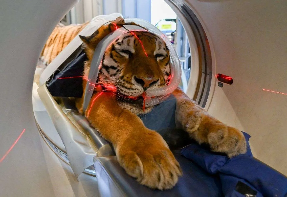 Mobile CT Scanner Transforms Care for Big Cats at Kent Sanctuary