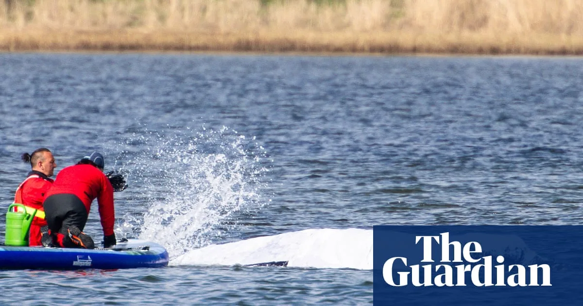Millionaire Plan To Tow Stranded Whale Timmy To North Sea