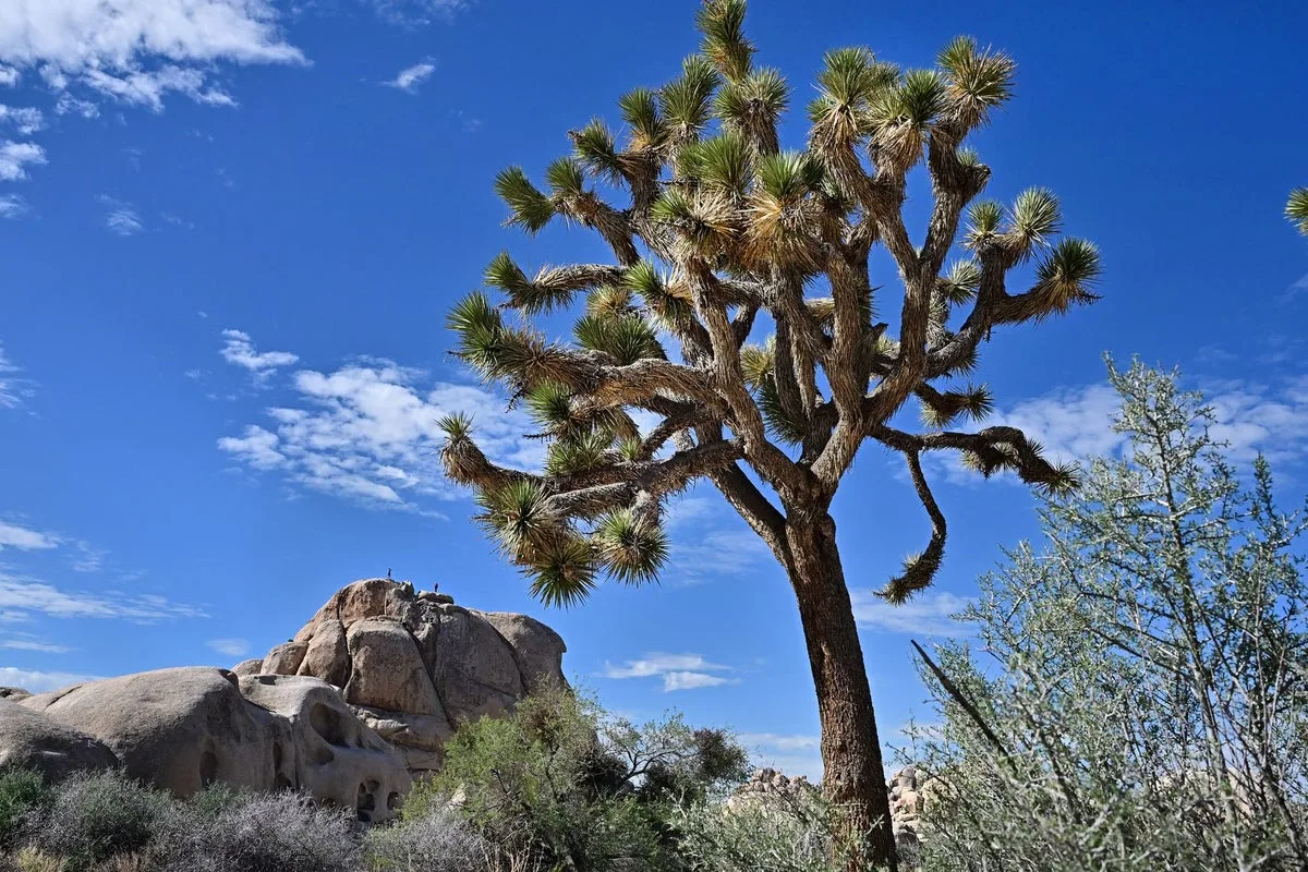Mining Plans Near Joshua Tree Park Spark Outcry Over Tortoise Habitat