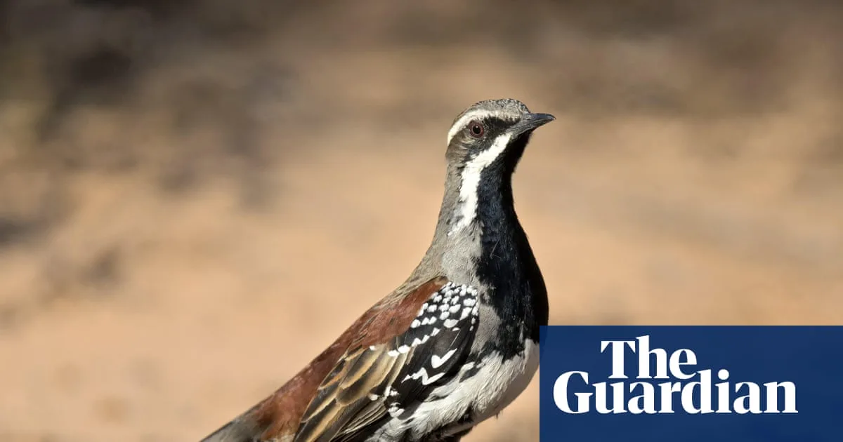 Missing Breakfast for a Copperback Quail-Thrush in Australia