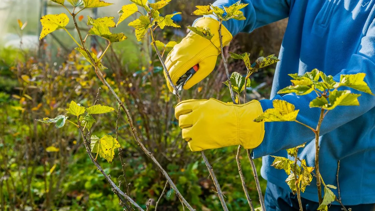 Monty Don's February Pruning Guide for Summer Flowers