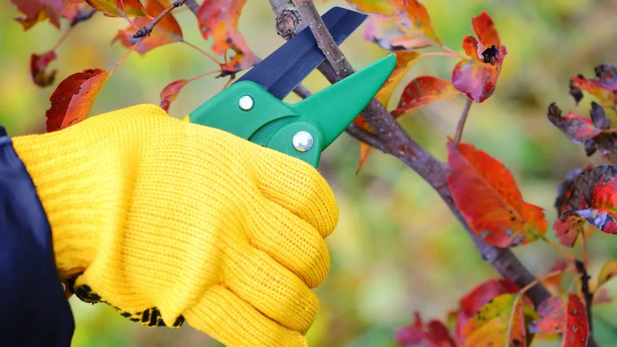 Monty Don's January Pruning Tips for Gardeners
