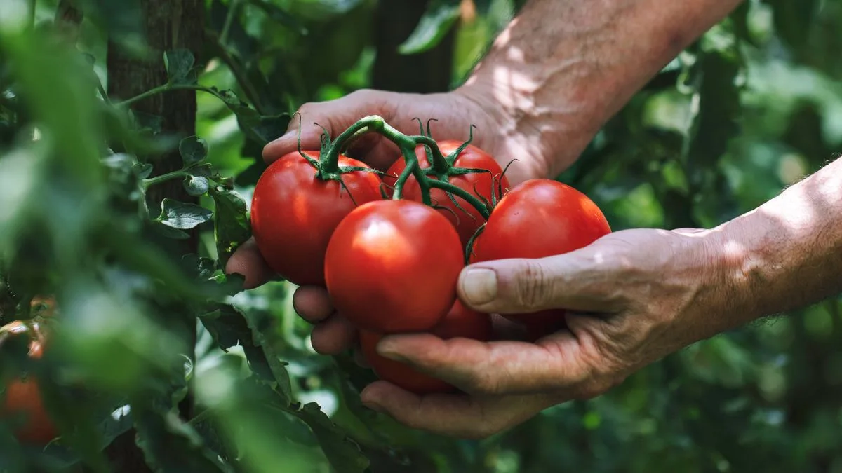 Monty Don's May Tomato Tips for a Bumper Summer Harvest