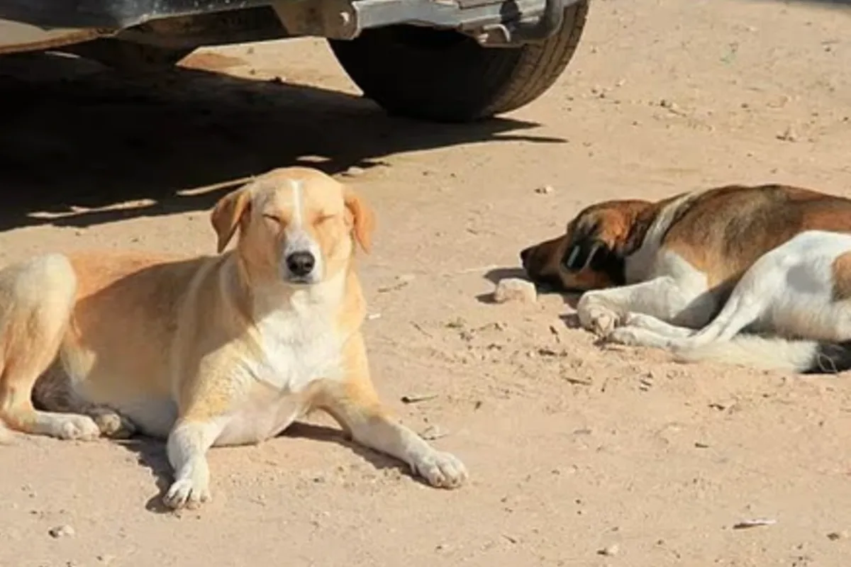 Morocco Accused of Mass Dog Killing Ahead of 2030 World Cup