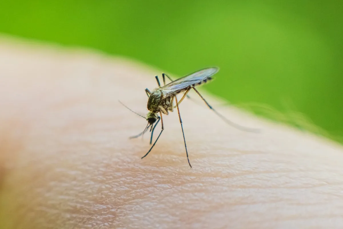 Mosquitoes Evolve Faster Than Insecticides, Raising Malaria Risk