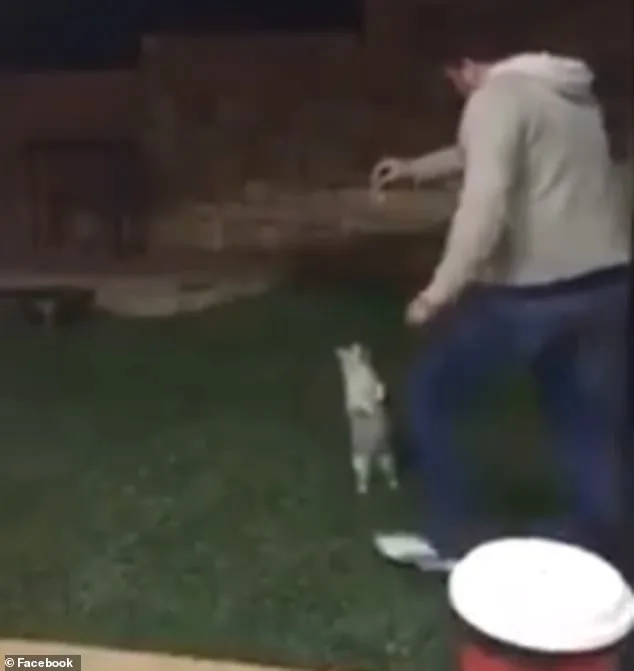 Police Hunt Man After Cat-Kicking Video Resurfaces
