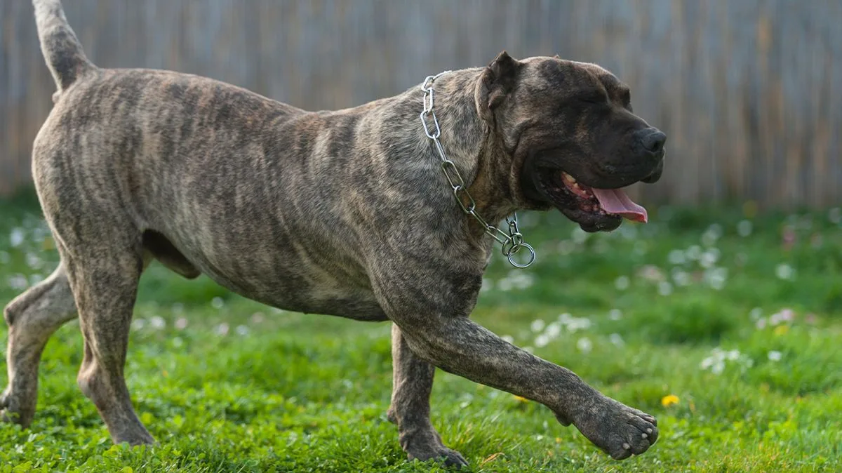 Mum on Universal Credit Turns Heating Off for Dogs