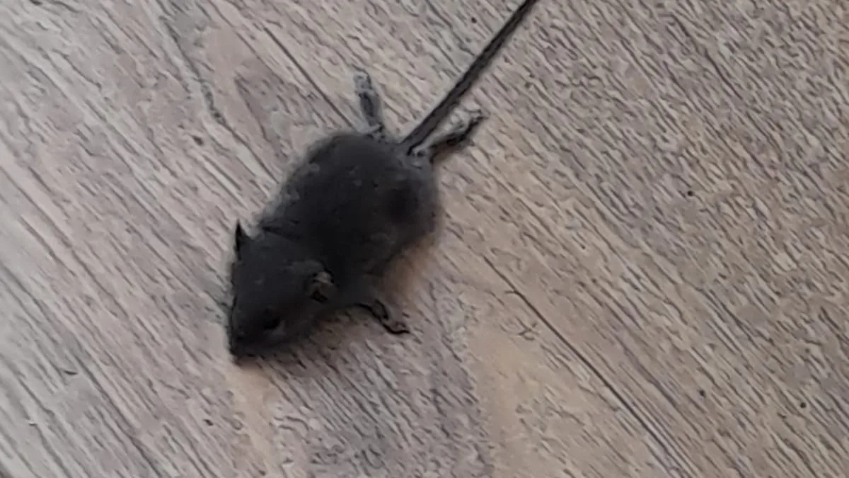 Mum of Two 'Can't Bear' Mice-Infested and Mouldy Temporary Home