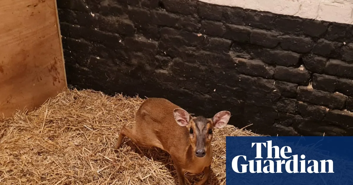 Muntjac Deer Rescued From M&S Escalator In Norwich