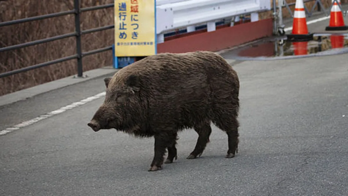 Mutant 'Super Pig' Population Surges in Fukushima Exclusion Zone