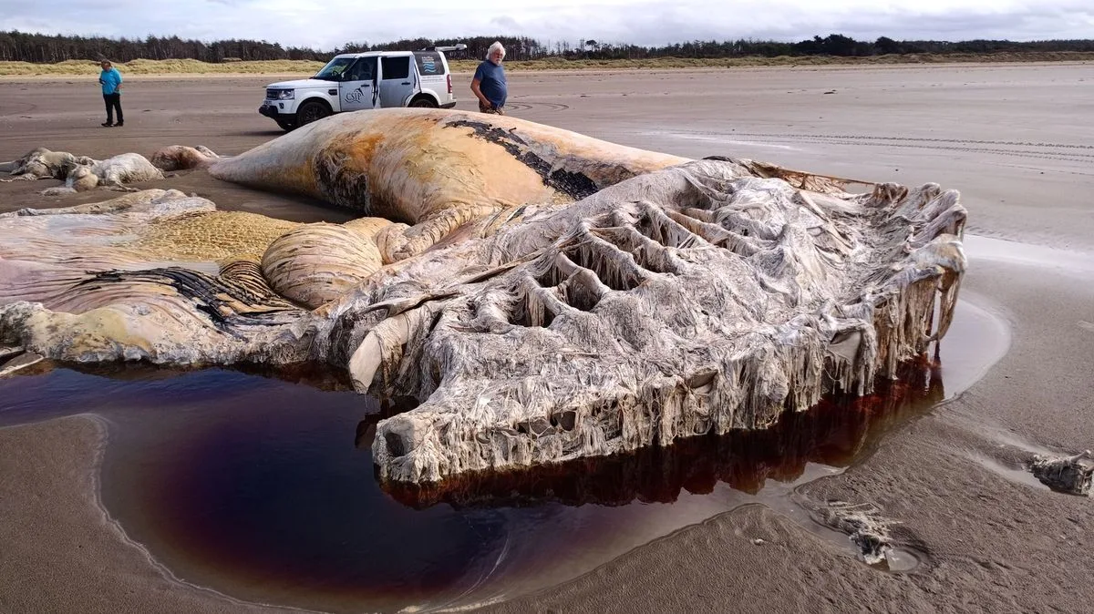 70ft Sea Creature Mystery Solved: Fin Whale Carcass Found on Welsh Beach
