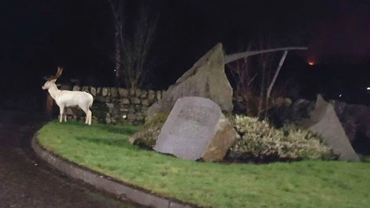 Rare White Deer Spotted in Scottish Highlands