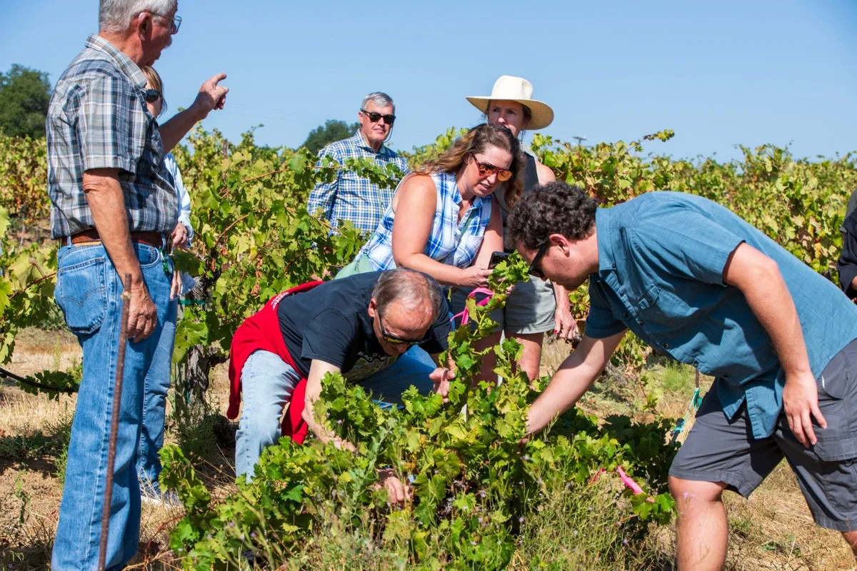 Napa Valley Wineries Face 'Perfect Storm' as Americans Drink Less Wine