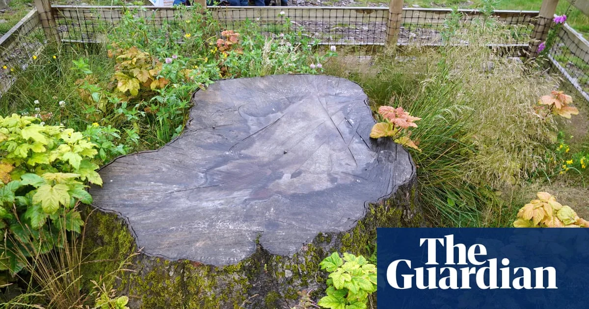 National Trust Launches Creative Commission for Sycamore Gap Wood