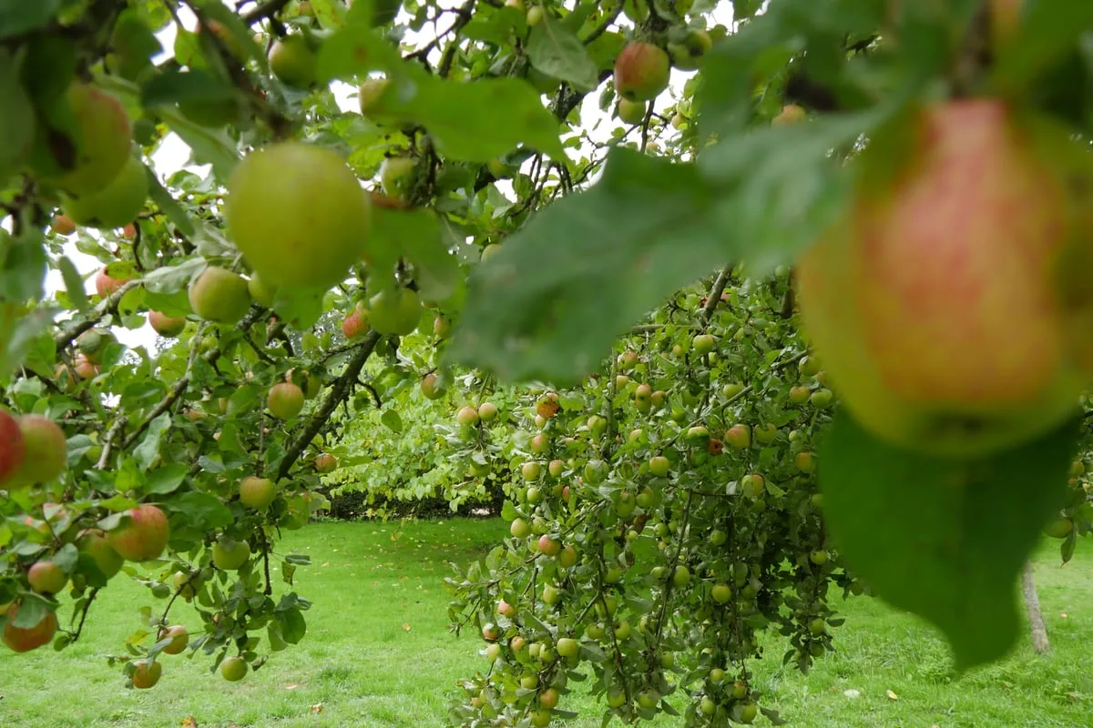 National Trust Reports Record Apple Harvest in Kent Orchards Despite Drought